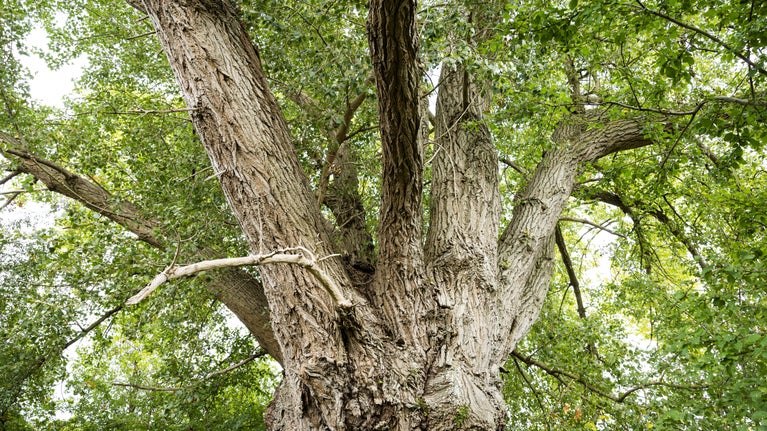 A black poplar with bright green canopy viewed from its base